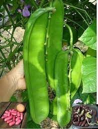 Canavalia Gladiata Vegetable Seeds for Planting - 100 pcs