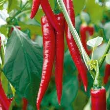 Pepper Chili Vegetable Seeds for Planting - 100 pcs