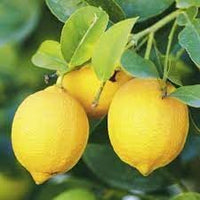 Eureka Lemon Grafted Fruit Seeds for Planting - Delicious Citrus Trees, Heirloom Seeds for Home Garden