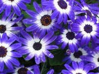 Heirloom Non-GMO Senetti Pericallis Flower Seeds for Planting – Vibrant Early Spring Blooms for Colorful Gardens