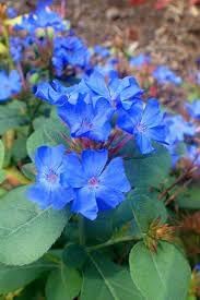 Ceratostigma Plumbaginoides Flower Seeds – Non-GMO, Heirloom Seeds for Garden Planting