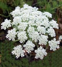 Bishop's Flower Seeds – Heirloom Non-GMO Seeds for Elegant and Pollinator-Friendly Garden Planting