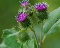 Organic Granjas Bardana Flower Seeds for Planting – Heirloom, Non-GMO