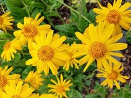 Arnica Montana Flower Seeds for Planting - 100 pcs