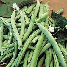 Bean Seeds for Planting - 100 pcs