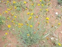 Heirloom Non-GMO Thelesperma Flower Seeds for Planting – Drought-Resistant Wildflower Blooms