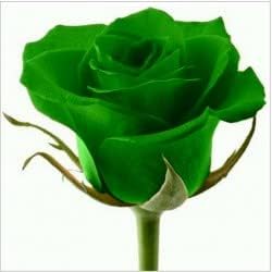 Green Rose Heirloom Non-GMO Seeds for Planting