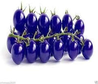 Dark Blue Tomato Solanum lycopersicum for planting in urban garden