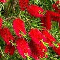 Heirloom Non-GMO Callistemon Flower Seeds for Vibrant Red Bottlebrush Garden Planting