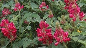 Hedysarum Coronarium Flower Seeds for Planting, Fresh and Vibrant