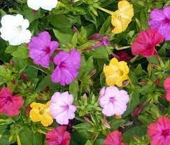 Heirloom Non-GMO Mirabilis Jalapa Flower Seeds for Planting – Four O'Clock Seeds