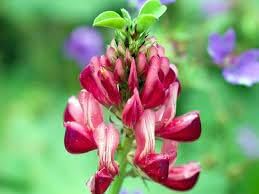 Coronarium (Coronarium scientific name) for planting in garden