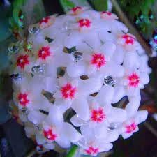 Hoya Flower Seeds Heirloom Non GMO Planting - 100 for planting in home garden