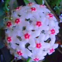 Hoya Flower Seeds Heirloom Non GMO Planting - 100 for planting in home garden