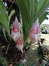 Orchid Flower Seeds for Planting 100 -Hierloom Flower Seeds