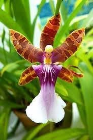 Orchid Flower Seeds for Planting ,Heirloom Seeds -100 - Flower for planting in home garden
