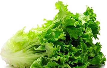 White Green Lettuce seeds for garden planting