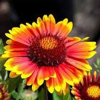 Heirloom Aristata Flower Seeds for Garden Planting, Non-GMO, Showy Perennial Blooms for Borders