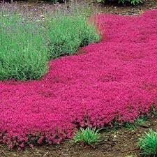 Thymus Serpyllum Flower Seeds for Planting, Heirloom, Non-GMO, 100 for planting in home garden