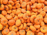 Pumpkin Fruit Seeds for Growing Hearty and Nutrient-Dense Pumpkins 100 pcs