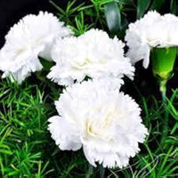 White Japanese Purple Carnation Fragrant Flower Seeds