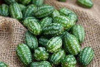 Mini Melon Fruit Seed Pack for Small, Sweet Melon Varieties 100 pcs