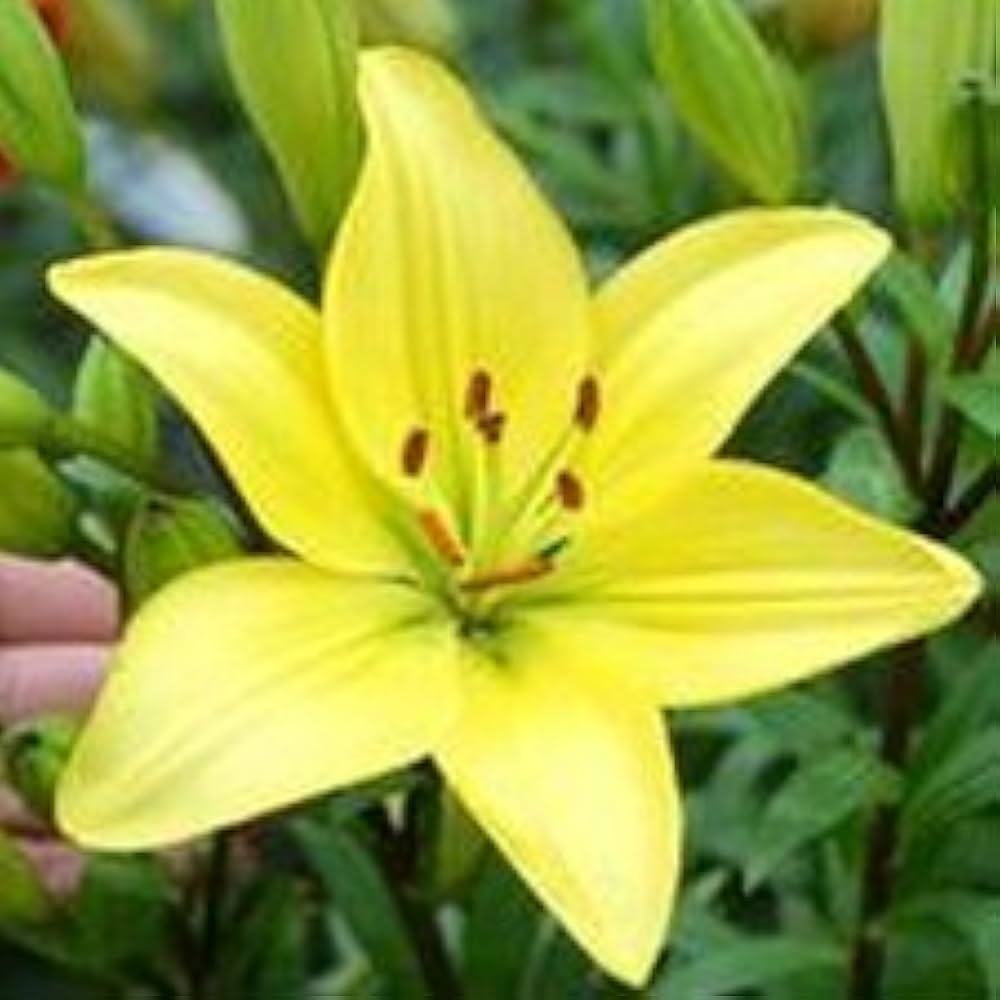Perfume Lily seeds blossoming into tall, elegant lilies with intensely fragrant blooms in white or pastel tones