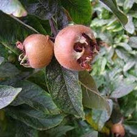 Medlar Fruit Seeds for Growing Unique and Tangy Medlar Trees 100 pcs