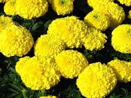 Chrysanthemum Marigold Flower Seeds for Planting 100 -Hierloom Flower Seeds
