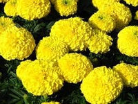 Chrysanthemum Marigold Flower Seeds for Planting 100 -Hierloom Flower Seeds