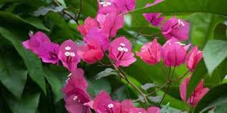 Bougainvillea Flower Seeds Heirloom Non GMO Planting - 100