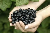 Blackcurrant Fruit Seeds for Planting - Cultivating Tart & Vitamin-Rich Berries, Heirloom Seeds
