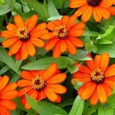 Heirloom Zinnia Profusion Flower Seeds for Planting – Heirloom, Non-GMO, Colorful Blooms - Zinnia for planting in home garden