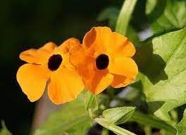Thunbergia Alata Flower Seeds – Heirloom Non-GMO Seeds for Vibrant Climbing Garden Planting - Alata for planting in home garden