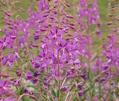 Epilobium Angustifolium Flower Seeds – Heirloom Non-GMO Seeds for Wildflower Garden Planting