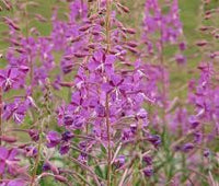 Epilobium Angustifolium Flower Seeds – Heirloom Non-GMO Seeds for Wildflower Garden Planting