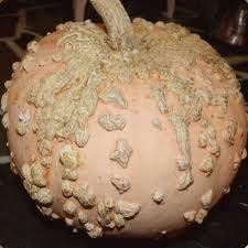 Cream Pumpkin Vegetable Seeds for Planting heirloom & Non-GMO Seeds