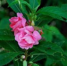 Heirloom Non-GMO Pink Balsamine Flower Seeds for Garden Planting for planting in home garden