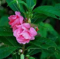 Heirloom Non-GMO Pink Balsamine Flower Seeds for Garden Planting for planting in home garden