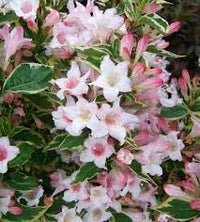 Horse Chestnut Flower Seeds – Heirloom Non-GMO Seeds for Ornamental Shade Tree Planting - Chestnut for planting in home garden