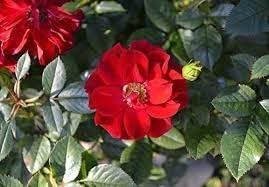 Heirloom Rugosa Flower Seeds for Garden Planting, Non-GMO, Fragrant Rose Blooms for Hedges - Rugosa for planting in home garden