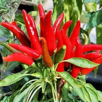 Red Hot Pepper Vegetable Seeds for Planting heirloom & Non-GMO Seeds