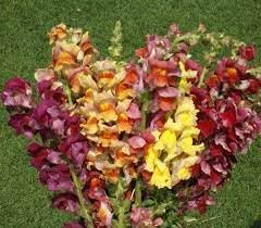 Heirloom Antirrhinum Majus Flower Seeds, Non-GMO, Snapdragon Blooms for Garden Borders for planting in home garden