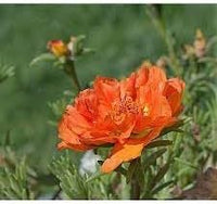 Heirloom Non-GMO Grandiflora Flower Seeds for Garden – Large Vibrant Blooms
