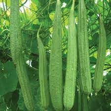 Ridge Gourd Vegetable Seeds for Planting, heirloom & Non-GMO Seeds