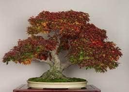 Heirloom Non-GMO Chocolate Azalea Flower Seeds for Planting – Unique Ornamental Shrub Seeds - Non-GMO for planting in home garden