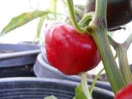 Nora Vegetable Seeds for Planting heirloom & Non-GMO Seeds