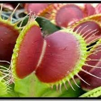 Catchfly Flower Seeds – Heirloom, Non-GMO Flower Seeds for Planting