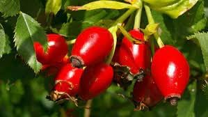 Heirloom Rosehip Fruit Seeds for Planting – Growing Nutritious, Aromatic Hips at your Home Garden