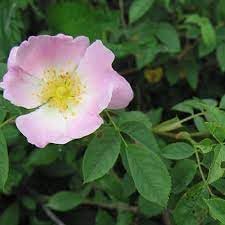 Rosa Canina Flower Seeds for Planting 100 -Hierloom Flower Seeds